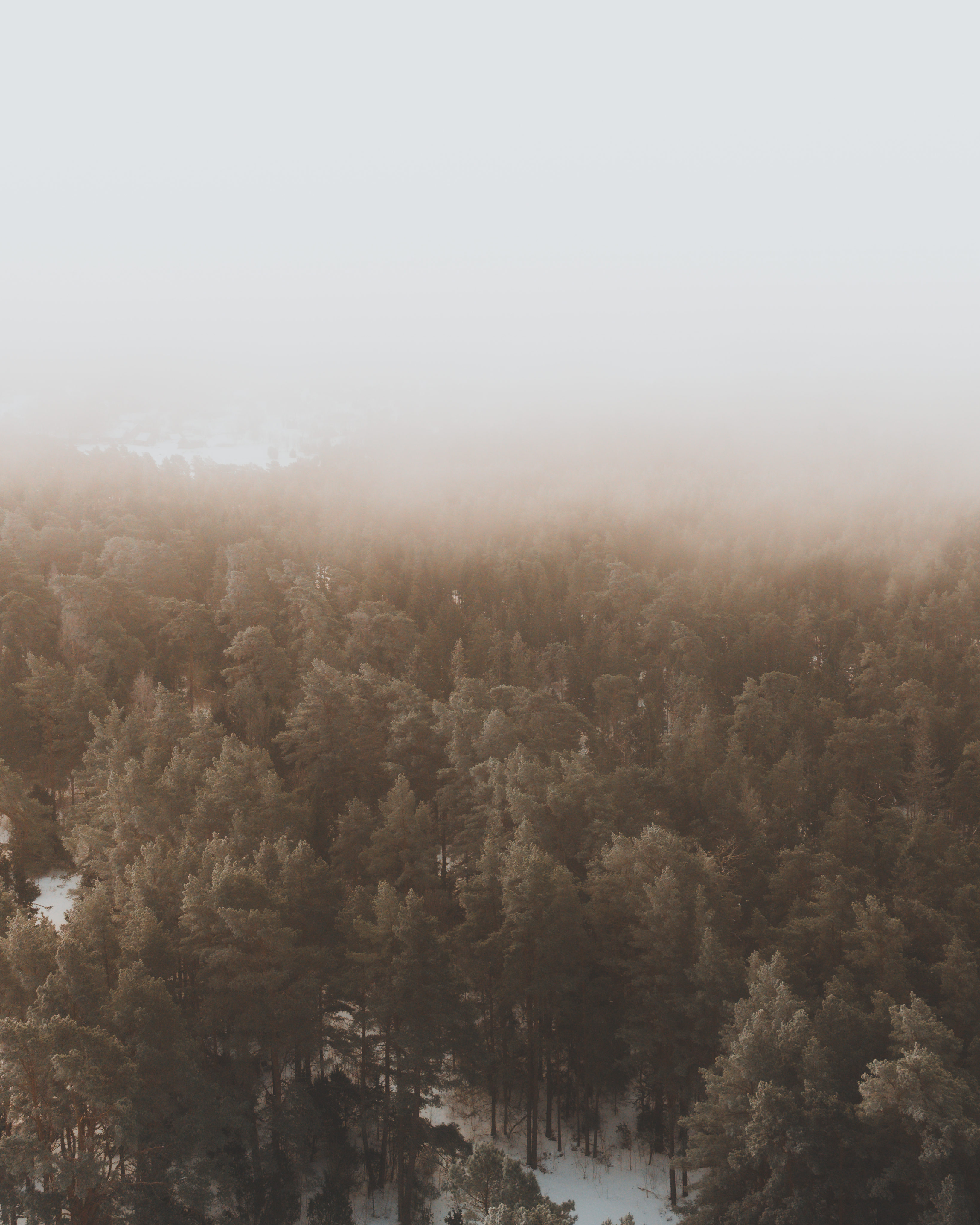 The Forest